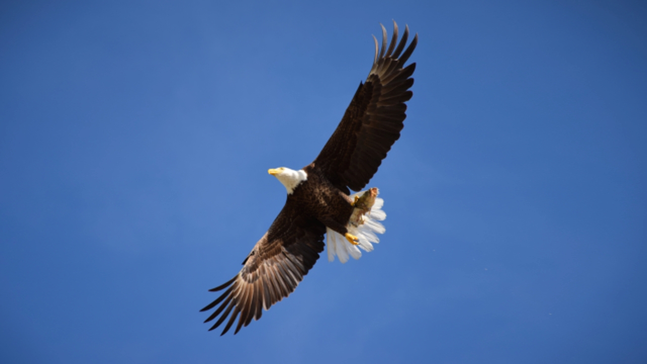 bald eagle close up photograph
